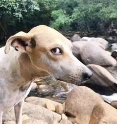 a close up of a dog near some rocks