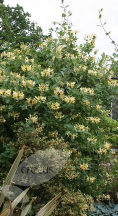 a bush with yellow flowers in front of a house and sign that says cross on it