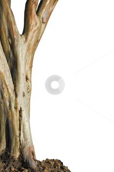 an old tree with no leaves on it stock photo, a picture of an old tree with