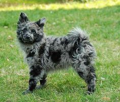 a small black dog standing on top of a lush green field