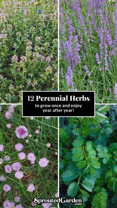 several different types of flowers and plants with text overlay that reads 12 perennial herbs to grow once and enjoy