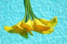 two yellow flowers floating in the water near some blue swimming pool rocks and plants with long stems sticking out of them