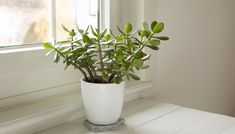 a potted plant sitting on top of a white table next to a window sill