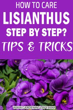 purple flowers with the title how to care for lisiananthus step by step tips and tricks