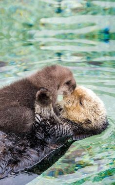 two baby sea otters cuddle together in the water, with their noses touching each other