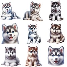 a group of husky puppies sitting next to each other on a white background with blue eyes