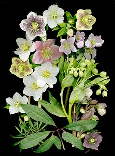 an arrangement of flowers and leaves on a black background