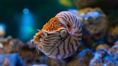 a close up of a small animal in an aquarium