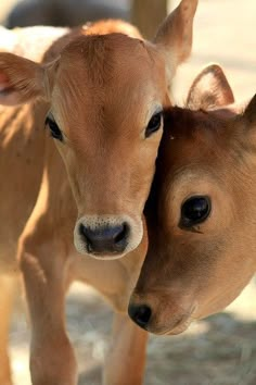 two baby cows standing next to each other on a dirt ground with their heads close together