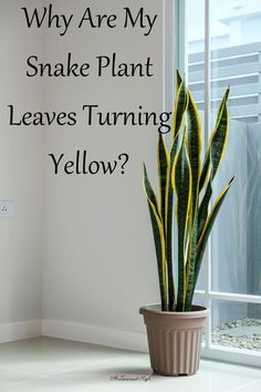 a snake plant in a pot with the words why are my snake plant leaves turning yellow?