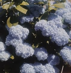 the blue flowers are blooming on the bush in the garden, and it's hard to tell what color they are