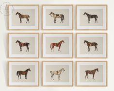 six framed photographs of horses in different colors