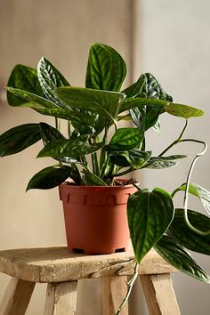 a potted plant sitting on top of a wooden stool