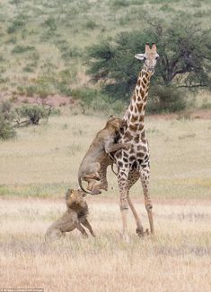 a giraffe standing on its hind legs while two lions play in the grass