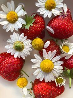 strawberries and daisies are arranged in a bowl