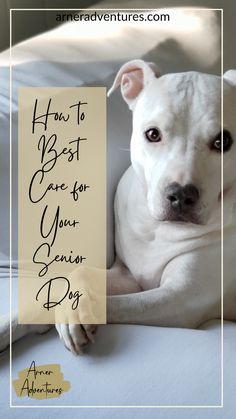 a white dog laying on top of a bed next to a sign that says how to best care for your senior dog