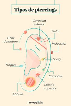 a diagram of the different types of human feces and their corresponding parts in spanish