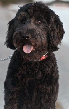 a black dog sitting on top of a cement floor next to a metal chain with its tongue hanging out