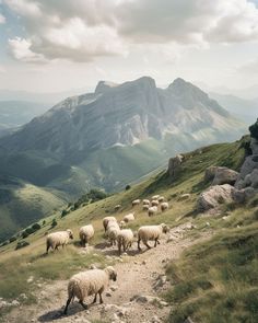 a herd of sheep grazing on top of a grass covered hill next to a mountain