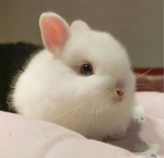 Cute White Bunny, Bunny White, Rabbit Pictures, Jump Around, Rabbit Head