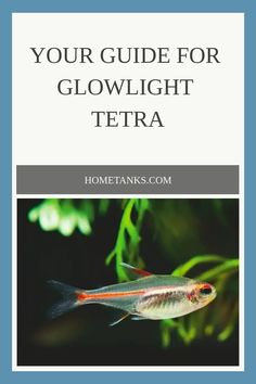 a fish with the title your guide for glowlight tetra