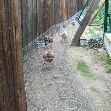 several chickens in a small cage on the side of a fenced off area next to a wooden structure