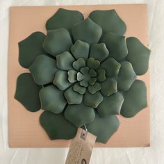 a succulent plant is displayed on a piece of paper with a price tag