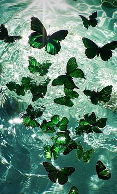 many green butterflies floating in water with sunlight reflecting off the top and bottom of them