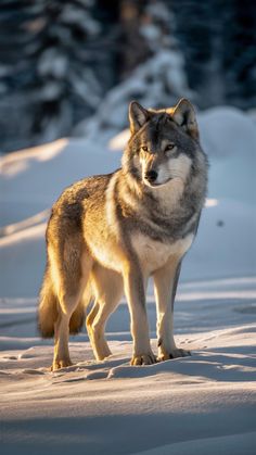 a wolf standing in the snow with its eyes closed