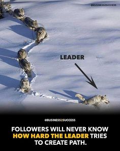 a group of wolfs walking in the snow with an arrow pointing to leader on it