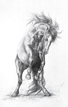 a pencil drawing of a horse and its foal