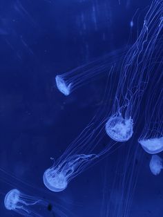 several jellyfish swimming in an aquarium with blue water and dark bottom, looking up at the camera