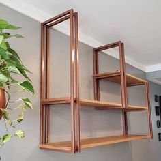 some shelves are hanging on the wall near a potted plant