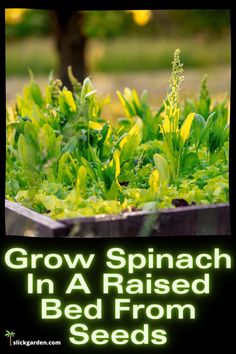 an image of grow spinach in a raised bed from seed plants with text overlay that reads, grow spinach in a raised bed from seeds