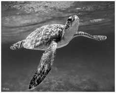 a black and white photo of a sea turtle swimming in the ocean with its head above water