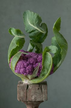 purple cauliflower growing on top of a wooden post