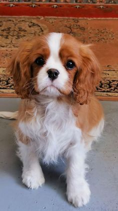 a small brown and white dog sitting on top of a floor