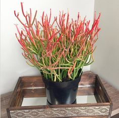 a potted plant sitting on top of a wooden tray