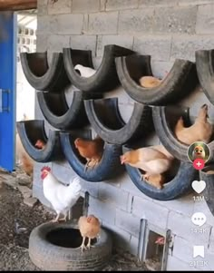 there are many chickens and roosters on the wall in this room with old tires