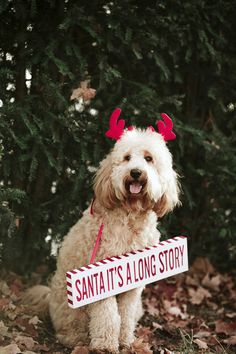 a white dog wearing reindeer antlers holding a sign that says santa it's a long story