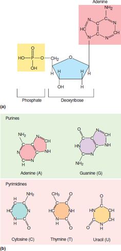 three diagrams showing the different types of vitamins and their corresponding names, with one labeled in