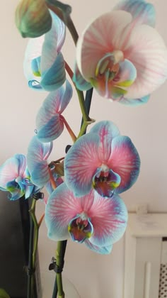 some pink and blue flowers in a glass vase