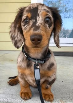 a small brown and black dog sitting on top of a cement floor next to a door