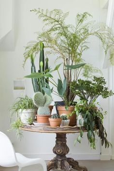 a table topped with lots of potted plants