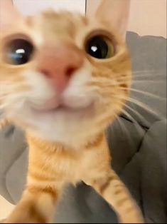 an orange cat with big eyes sitting on top of a couch