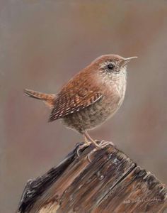 a small brown bird sitting on top of a wooden post in front of a gray background