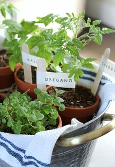 several potted plants with name tags in them