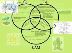 the diagram shows three circles with plants in them and words describing how they are connected to each other