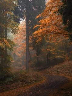 a path in the middle of a forest with lots of trees and leaves on it