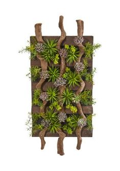 an arrangement of succulents and pineconi arranged on a wooden wall